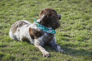 Yeşil çimenlerin üzerinde Rus İspanyol kahverengi benekli