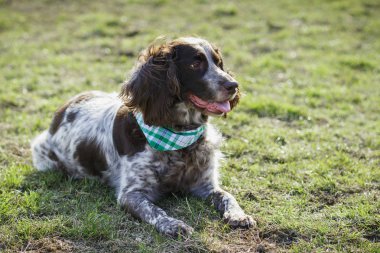 Yeşil çimenlerin üzerinde Rus İspanyol kahverengi benekli