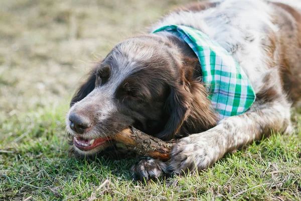 Yeşil çimenlerin üzerinde Rus İspanyol kahverengi benekli
