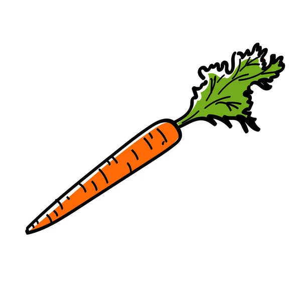 Рука намальована морква з листям — стоковий вектор