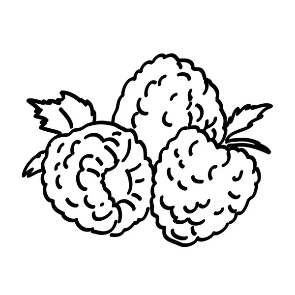 Ручная малина с листьями — стоковый вектор