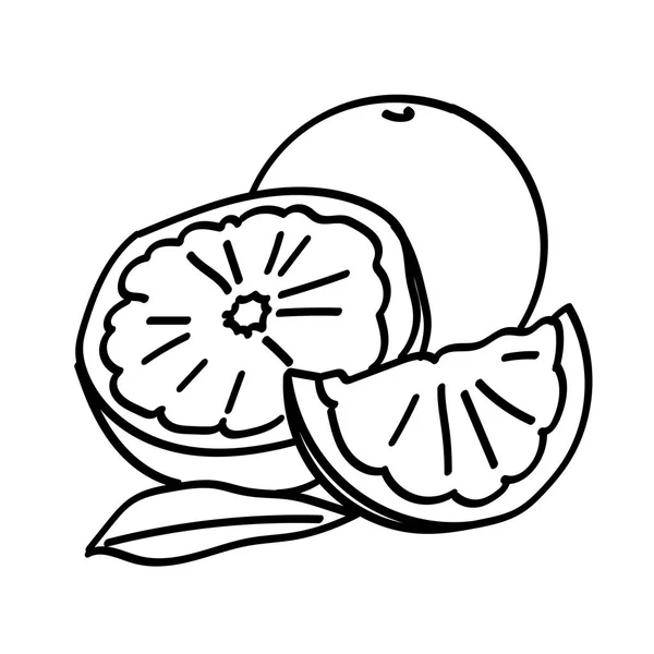 Нарезанные вручную и целые апельсины — стоковый вектор