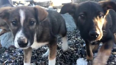 Sokak hayvanların iyi gözler