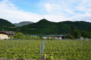 Üzüm plantation yakın Caldaro göl içinde Bolzano Bozen/Sudtirol, İtalya