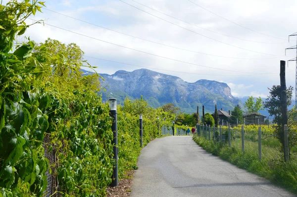 Plantación de uva cerca del lago Caldaro en Bolzano / Bozen, Italia —  Fotos de Stock