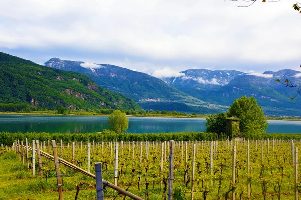 Grape plantation nära Caldaro Lake i Bolzano/Bozen Sudtirol, Italien — Stockfoto