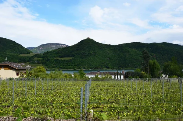 Grape plantation nära Caldaro Lake i Bolzano/Bozen Sudtirol, Italien — Stockfoto
