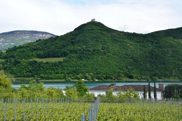 Grape plantation nära Caldaro Lake i Bolzano/Bozen Sudtirol, Italien — Stockfoto