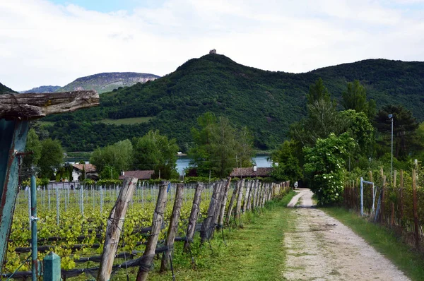 Grape plantation nära Caldaro Lake i Bolzano/Bozen, Italien — Stockfoto