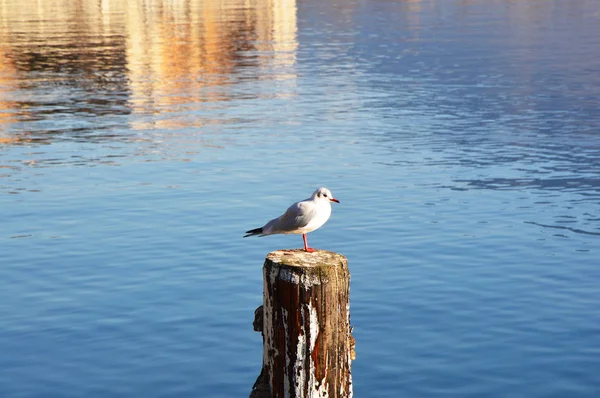 Птица на озере Изео, Италия — стоковое фото