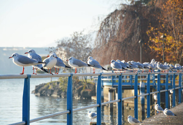 Birds on railing, Lovere, Lake Iseo, Italy 