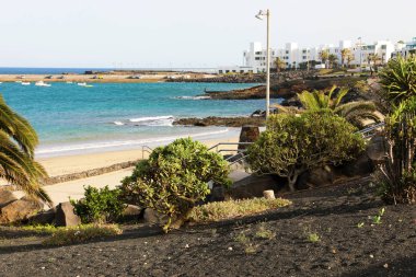 Playa de las Cucharas beach siyah volkanik toprak, Costa Teguise Lanzarote bitki örtüsü ile