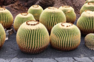 Tropikal kaktüs hayalarına kaktüs Jardin de kaktüs Guatiza Köyü, Lanzarote, Kanarya Adaları Bahçe