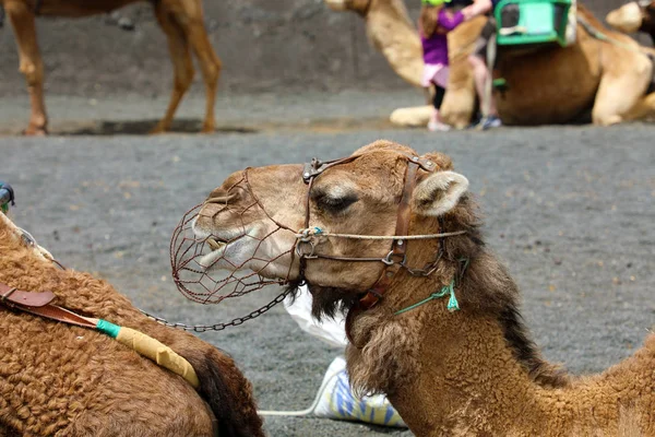 Primer Plano Camello Con Bozal Descansando Esperando Que Los Turistas — Foto de Stock