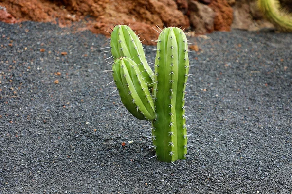 Piccolo Cactus Carino Con Terra Nera Lanzarote Spagna — Foto Stock