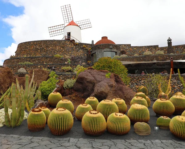 Jardin Tropical Cactus Dans Jardin Cactus Dans Village Guatiza Lanzarote — Photo