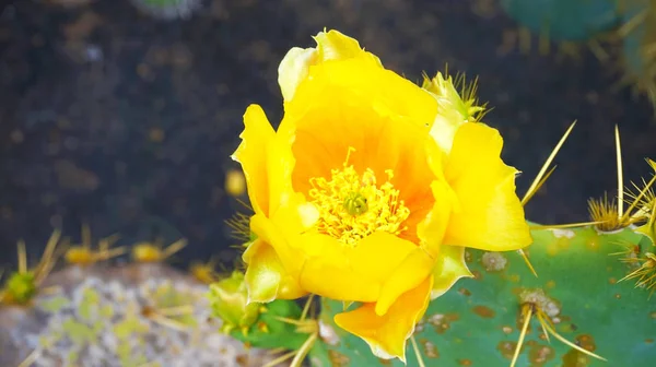 Piękne Żółte Kaktus Kwiat Kwiat Żółty Kolczasta Gruszka — Zdjęcie stockowe
