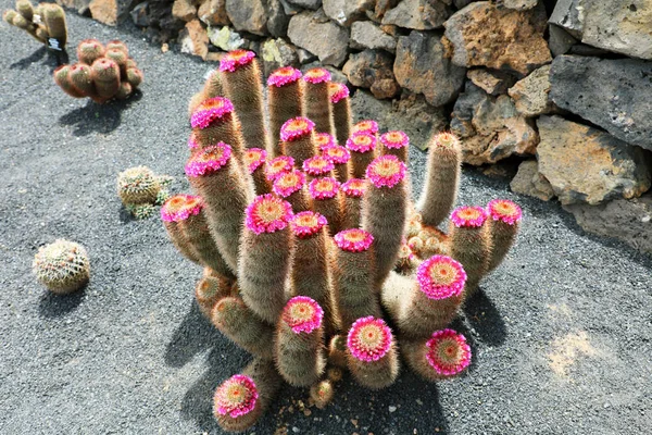 Jardin de kaktüs Guatiza Köyü, Lanzarote, Kanarya Adaları'nda çiçeklerle tropikal kaktüs Bahçe