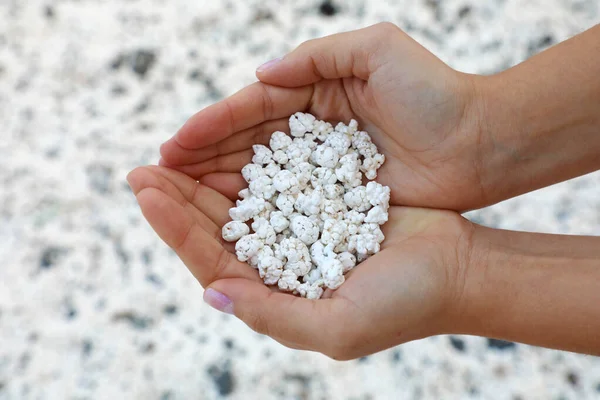 Scarti di corallo bianco che sembrano popcorn tenuti per mano a Playa de Majanicho, Fuerteventura, Spagna — Foto Stock