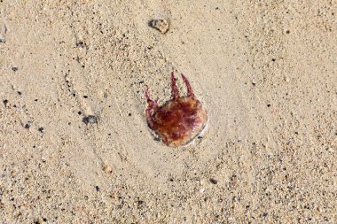 Küçük denizanaları kumsalda yatar - tehlikeli hayvan zehri - sahilde yaz mevsiminde karaya vurmuş