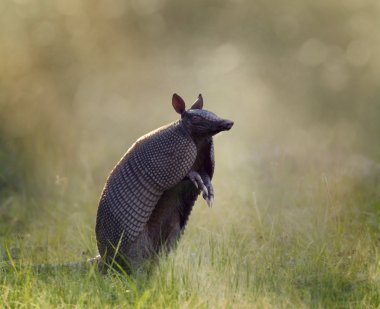 dokuz - şeritli armadillo