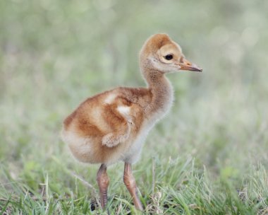 Küçük Sandhill Crane piliç