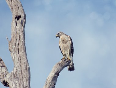 Kırmızı omuzlu Şahin