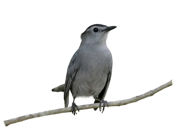 Uccellino grigio appollaiato — Foto Stock