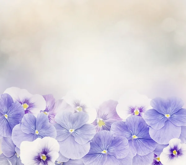 Flores violetas fundo — Fotografia de Stock