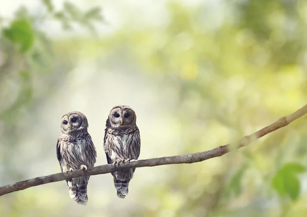 Young Barred Owls — Stock Photo, Image
