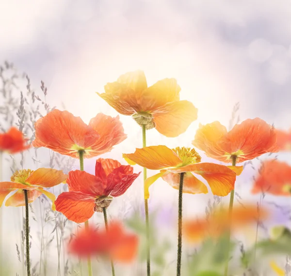 Kwiat kwiaty maku — Zdjęcie stockowe