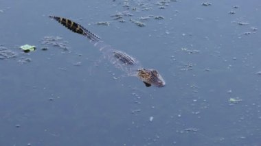 Bir havuzda küçük Amerikan timsah