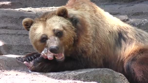 Бурый медведь ест большую говяжью кость — стоковое видео