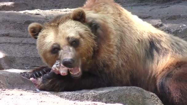 Braunbär frisst großen Rinderknochen — Stockvideo