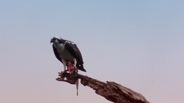 Falco pescatore che mangia un pesce su un vecchio albero — Video Stock