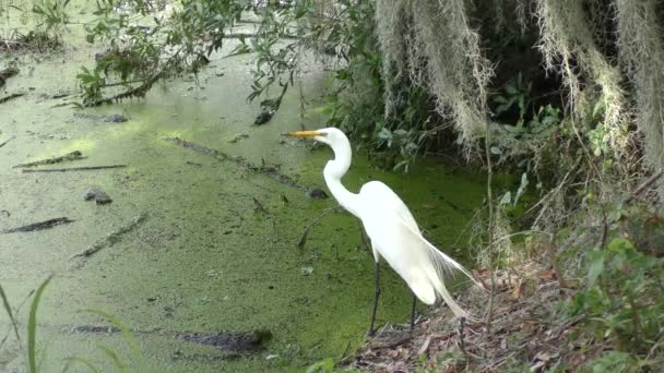 Great Egret fishing in wetlands — Stock Video