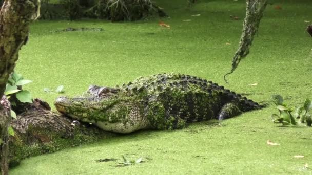 美洲短吻鳄在沼泽中 — 图库视频影像