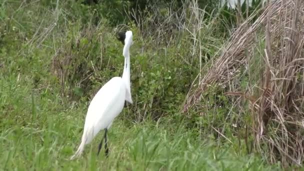 Great Egret downing a fish — Stock Video