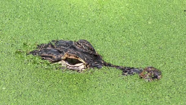 Американский аллигатор в болоте — стоковое видео