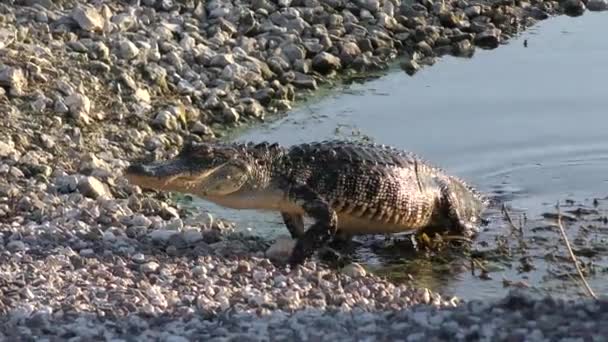 Amerikaanse Alligator wandelen — Stockvideo