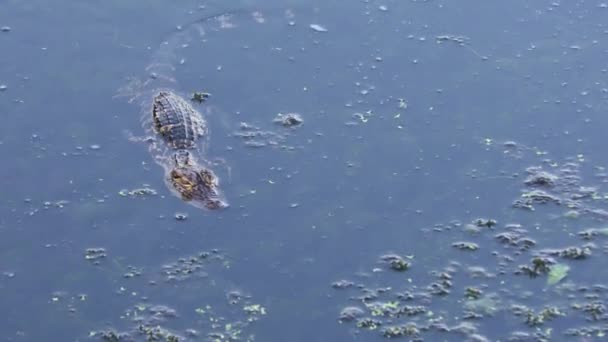 在一个池塘里的小美洲短吻鳄 — 图库视频影像