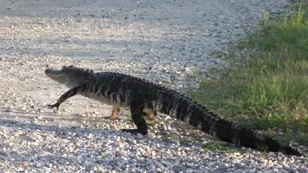 Amerikansk Alligator promenader i våtmarker — Stockvideo