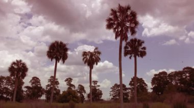 gün batımında palmiye ağaçlarında Florida sulak