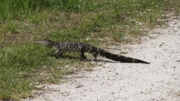 Pequeño cocodrilo cruzando una carretera — Vídeos de Stock