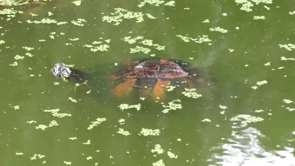 Florida Cooter in the swamp — Stok video