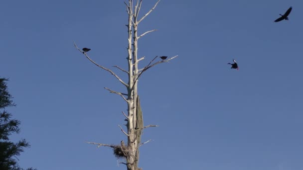 Gamla träd med fåglar i Florida våtmarker — Stockvideo