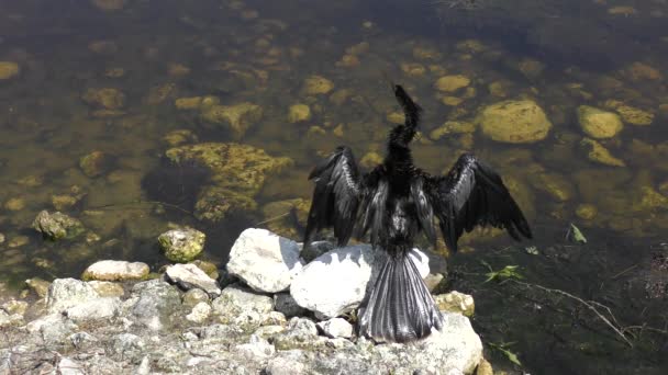 Anhinga torkar upp sina fjädrar — Stockvideo