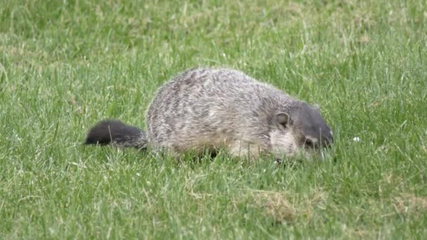 Groundhog äta lite gräs — Stockvideo