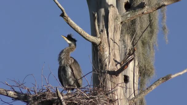 Young great blue heron in a nest — Stock Video