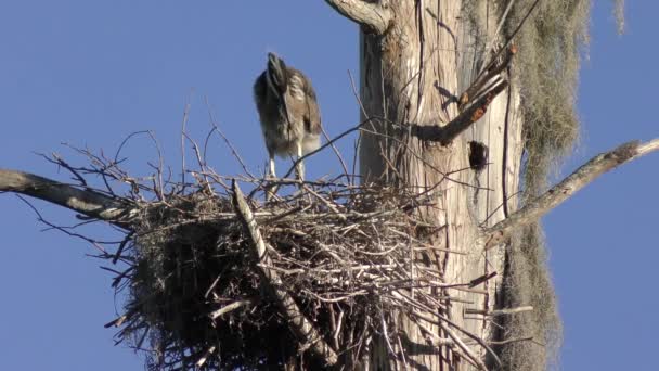 Young great blue heron in a nest — Stock Video